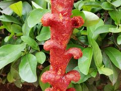 黑色经典老长沙大香肠-黑色经典臭豆腐·湖南特产(步行街店)