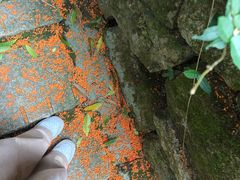 -大罗山风景区