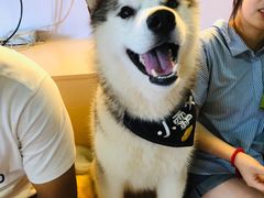 -Husky Go! 哈士奇体验馆·宠物咖啡厅狗咖