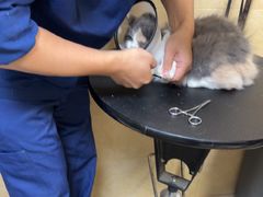 -佳雯宠物医院·皮肤科·内外科(春晓路分院)