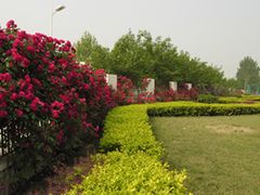 -郑州枫杨外国语学校