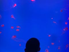 -芜湖新华联大白鲸海洋公园