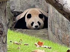-上海野生动物园