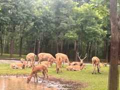-秦皇岛野生动物园