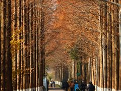 -昆山城市生态森林公园