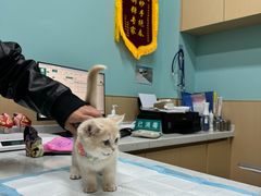 -爱侣宠医·鹦鹉专科·小型哺乳类·异宠专科(灵石路店)