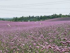-紫颐香薰山谷景区