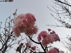 -天适樱花悠乐园