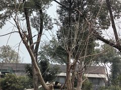 -武汉动物园