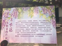 -龙口南山旅游景区