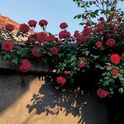 -Oasis Beauty水磨坊科技美肤中心