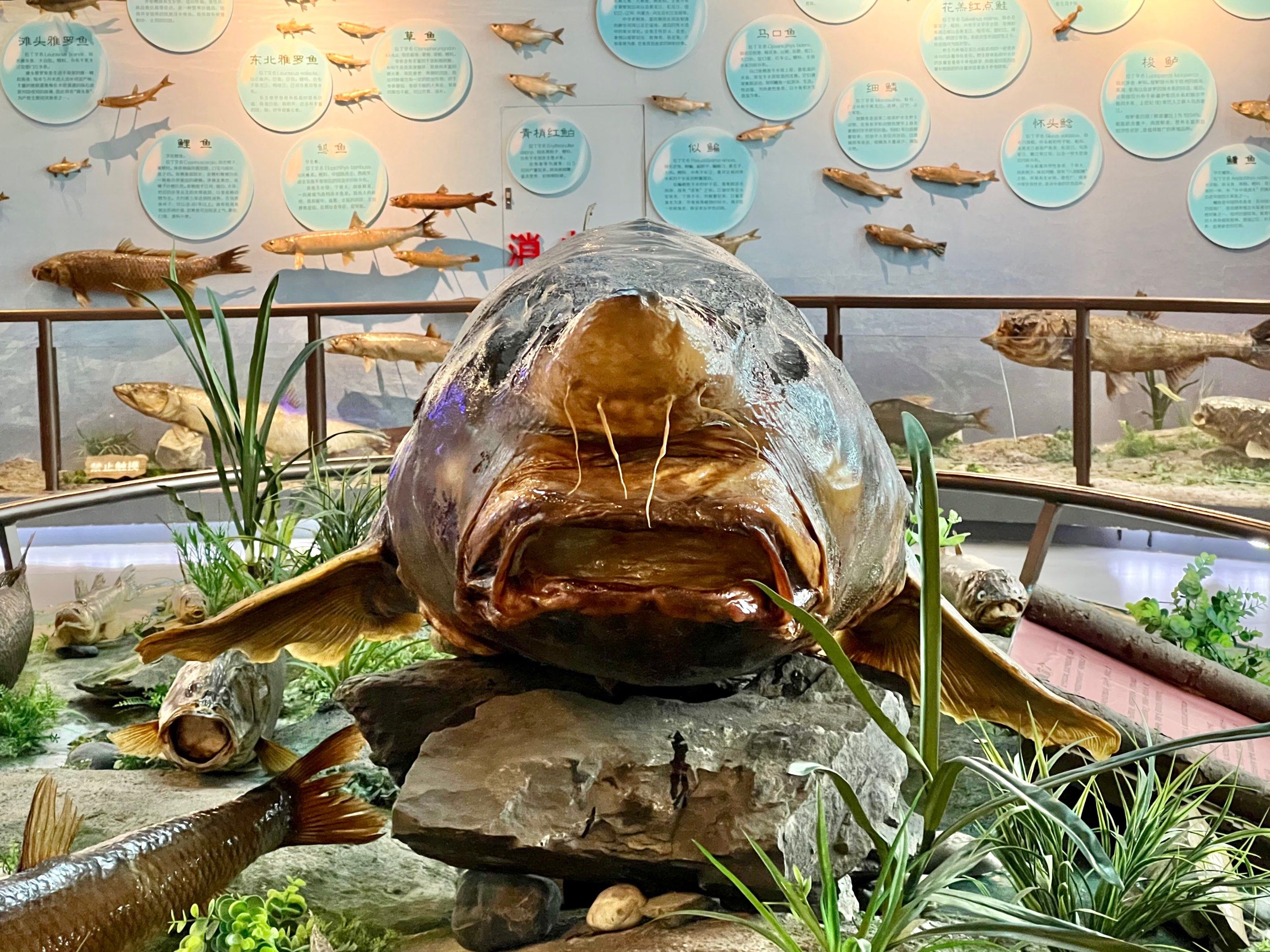 鲟鳇鱼有"淡水鱼之王,水中活化石"之称