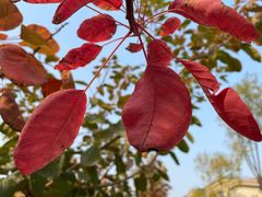 -大兴滨河森林公园