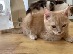 -楼上猫咖(罗湖店)