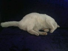 android_upload_pic-Sirena海妖日咖夜酒