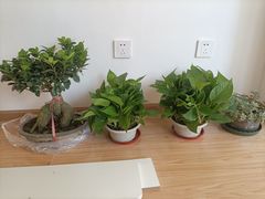 -李村大集