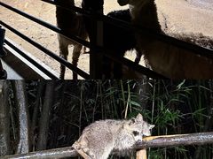 -杭州野生动物世界