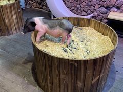 -正佳雨林生态植物园