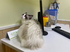 -瑞鹏宠物医院·骨科·猫科·内科(第一中心)