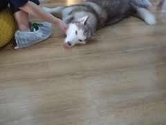 -Husky Go! 哈士奇体验馆·宠物咖啡厅狗咖