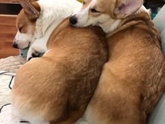 -宠颐生中康贝怡动物医院