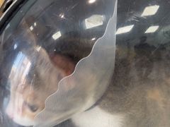 -中农大我爱我爱动物医院·核磁CT·猫病·24小时夜诊中心(石佛营店)