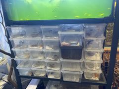 -酷以爬仙阁实体爬宠店·守宫·蜥蜴·专业繁育