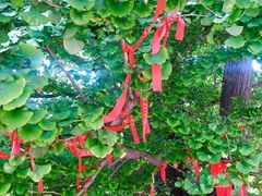 -遵化市禅林寺古银杏风景园