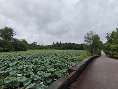 -白鹭湾湿地公园