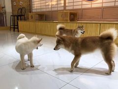 -柴源莊·柴小宠柴犬咖啡