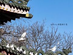 -西安大兴善寺