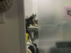 -达爱动物医院·犬猫分区·CT·复杂眼科(远洋山水分院)