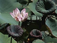 -中国科学院西双版纳热带植物园