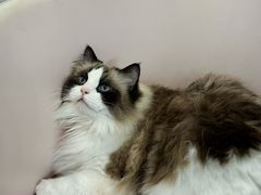 -青奢宠物·青奢猫舍