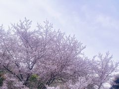 -苏州上方山国家森林公园