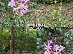 -杭州植物园