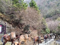 -叠溪松坪沟景区