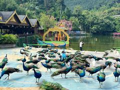 -西双版纳原始森林公园