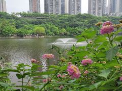 -重庆彩云湖湿地公园