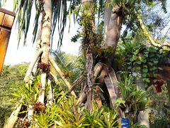 -中国科学院西双版纳热带植物园