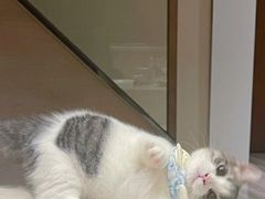 -lincat·猫舍(广州店)