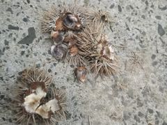 -上海佘山国家森林公园天马山园