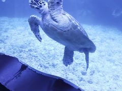 -太平洋海底世界