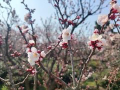 -梅花山(明孝陵内)