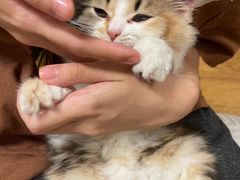 -宠物星动物医院·眼科·异宠·猫科(江南大道总院)