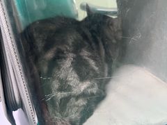 -北京观赏动物医院·24小时大型综合·猫专科·异宠专科