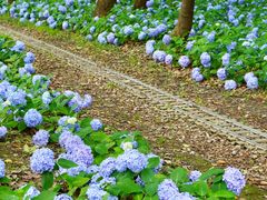 -上海共青森林公园