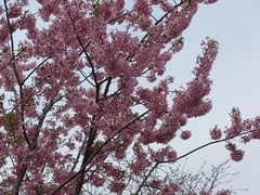 -顾村公园
