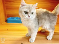 -猫十亿·布偶金渐层·曼基康矮脚猫舍(青年路店)
