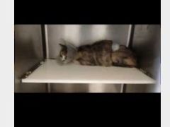 -萌兽医馆·犬猫专科·眼科中心·宠物医院(朝阳门分院)